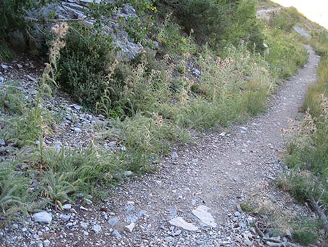 Clokey Thistle (Cirsium clokeyi)