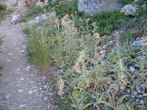 Clokey Thistle (Cirsium clokeyi)