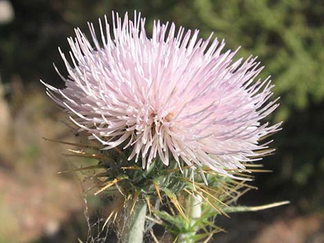 Mojave Thistle (Cirsium mohavense)