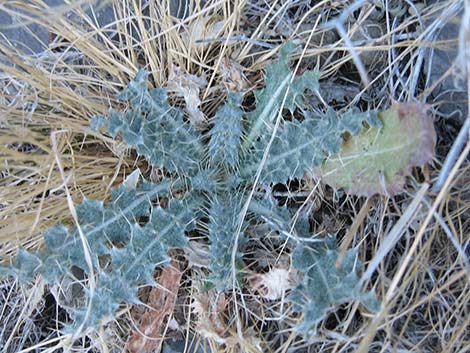 New Mexico Thistle (Cirsium neomexicanum)