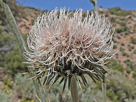 New Mexico Thistle (Cirsium neomexicanum)