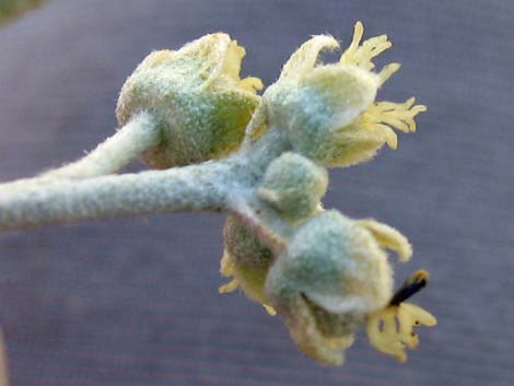 California Croton (Croton californicus)