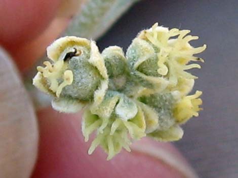 California Croton (Croton californicus)