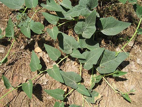 Buffalo Gourd (Cucurbita foetidissima)