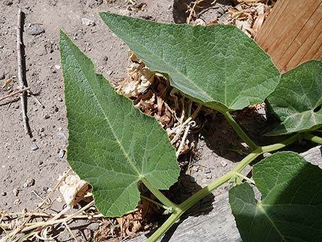 Buffalo Gourd (Cucurbita foetidissima)