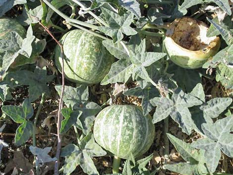 Coyote Melon (Cucurbita palmata)