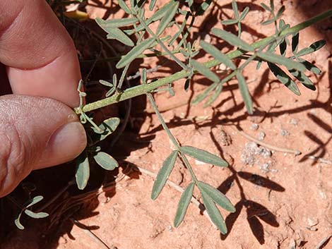 Searls' Prairieclover (Dalea searlsiae)