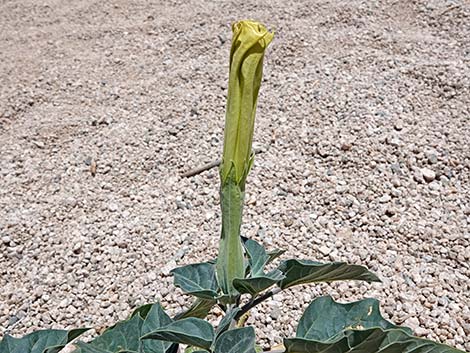 Jimson Weed (Datura wrightii)