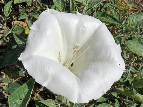 Jimson Weed (Datura wrightii)