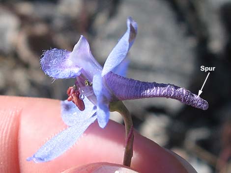 Desert Larkspur (Delphinium parishii ssp parishii)