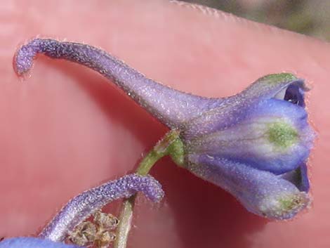 Desert Larkspur (Delphinium parishii ssp parishii)