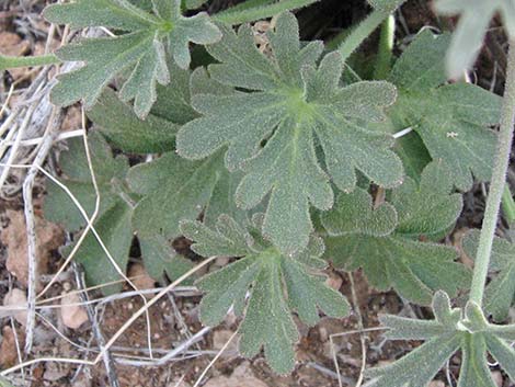 Desert Larkspur (Delphinium parishii ssp parishii)