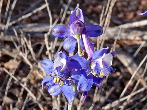 Desert Larkspur (Delphinium parishii ssp parishii)