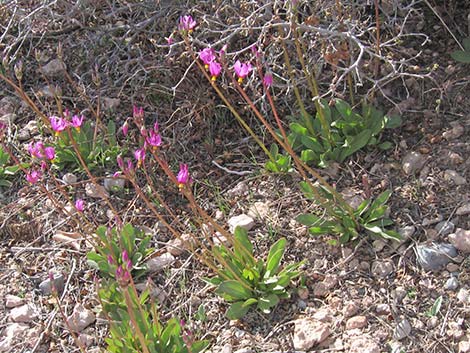 Darkthroat Shootingstar (Dodecatheon pulchellum)