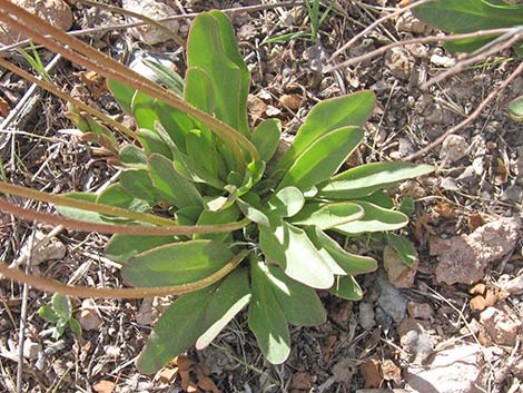 Darkthroat Shootingstar (Dodecatheon pulchellum)