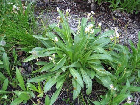 Scented Shootingstar (Dodecatheon redolens)