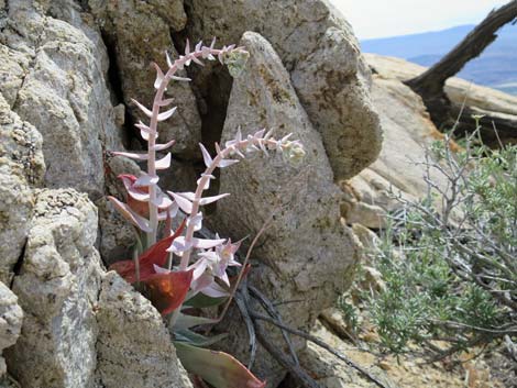 Chalk Dudleya (Dudleya pulverulenta)