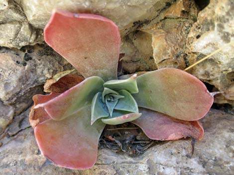 Chalk Dudleya (Dudleya pulverulenta)