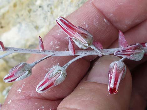 Chalk Dudleya (Dudleya pulverulenta)