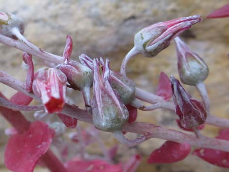 Chalk Dudleya (Dudleya pulverulenta)