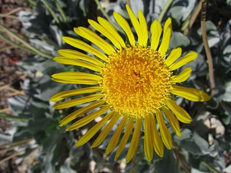 Silverleaf Sunray (Enceliopsis argophylla)