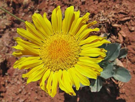 Silverleaf Sunray (Enceliopsis argophylla)