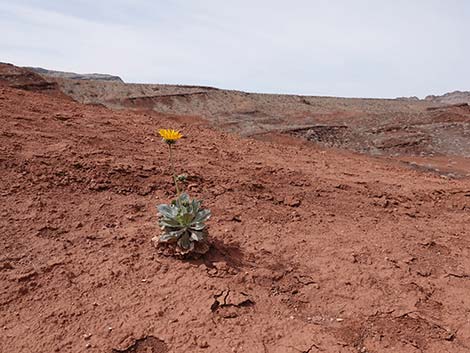 Silverleaf Sunray (Enceliopsis argophylla)