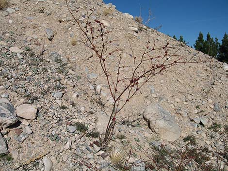 Skeletonweed (Eriogonum inflatum var. deflatum)