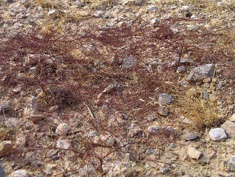 Skeletonweed (Eriogonum inflatum var. deflatum)