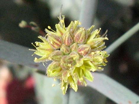 Desert Trumpet (Eriogonum inflatum)