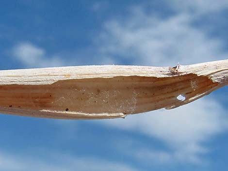 Desert Trumpet (Eriogonum inflatum)