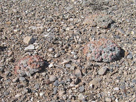 Shockley's Buckwheat (Eriogonum shockleyi)