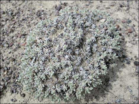 Shockley's Buckwheat (Eriogonum shockleyi)