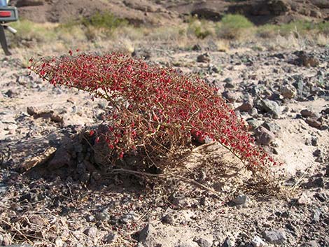 Perennial Buckwheats (Eriogonum spp.)