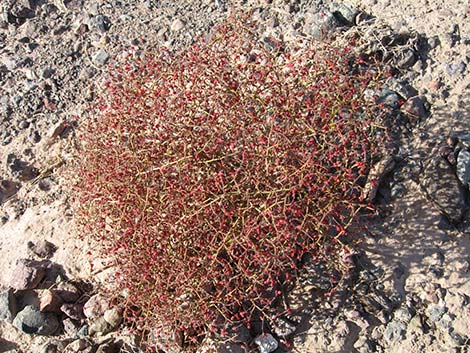 Perennial Buckwheats (Eriogonum spp.)