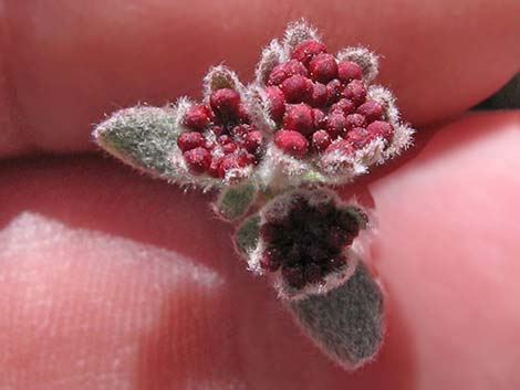 Sulphur-flower Buckwheat (Eriogonum umbellatum var versicolor)