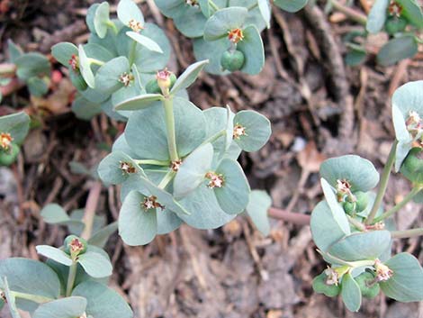 Horned Spurge (Euphorbia brachycera)