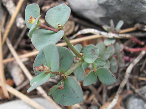 Horned Spurge (Euphorbia brachycera)