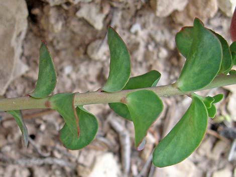 Horned Spurge (Euphorbia brachycera)