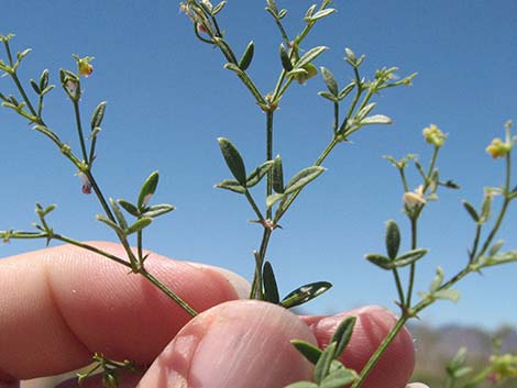 Sticky Fagonbush (Fagonia pachyacantha)