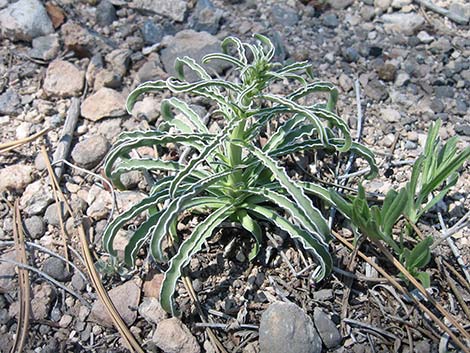 Desert Frasera (Frasera albomarginata)