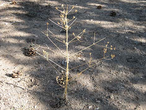 Desert Frasera (Frasera albomarginata)