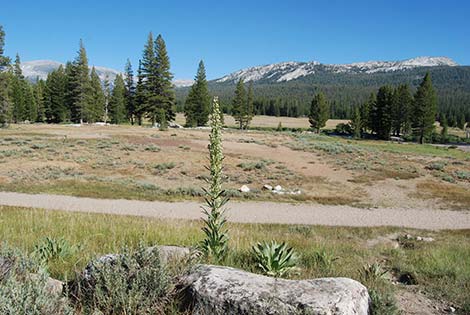 Elkweed (Frasera speciosa)