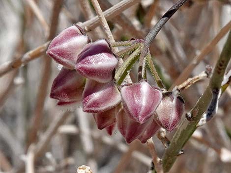 Hartweg's Climbing Milkweed (Funastrum heterophyllum)