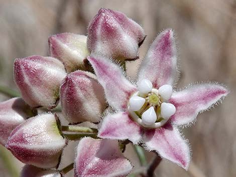 Hartweg's Climbing Milkweed (Funastrum heterophyllum)