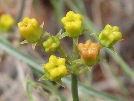 Utah Vine Milkweed (Funastrum utahense)