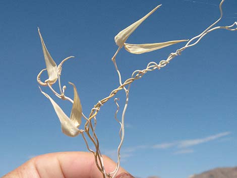 Utah Vine Milkweed (Funastrum utahense)