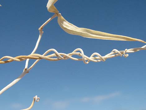 Utah Vine Milkweed (Funastrum utahense)