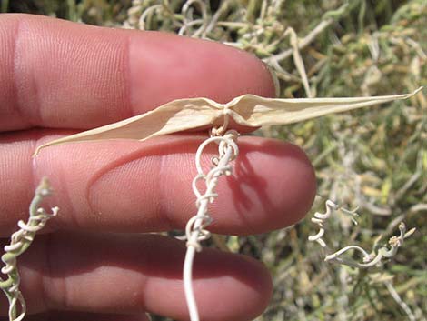 Utah Vine Milkweed (Funastrum utahense)