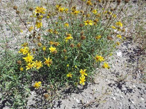 Nevada Goldeneye (Heliomeris multiflora)